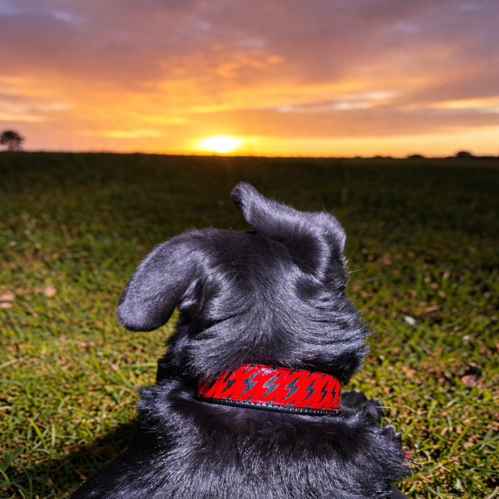 GLO-TEX Lightning Reflective Dog Collar